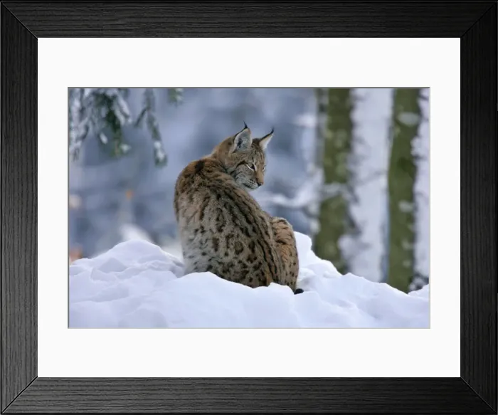 Framed Print : Lynx in winter forest Bavarian Forest National Park, Germany Framed Print : Lynx in winter forest Bavarian Forest National Park, Germany