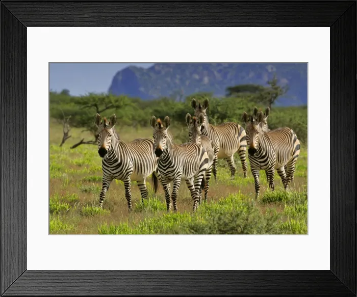 Framed Print : Mountain Zebra herd in savanna Namibia, Africa Framed Print : Mountain Zebra herd in savanna Namibia, Africa