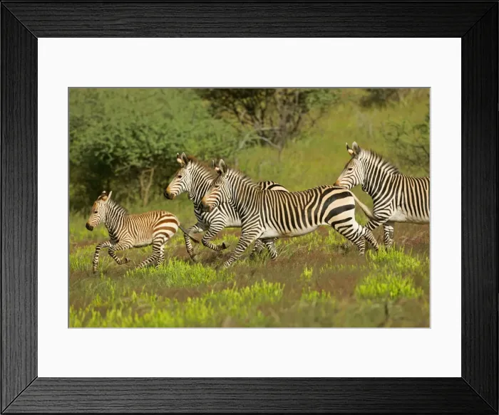Framed Print : Mountain Zebra herd with foal galloping through savanna Namibia, Africa Framed Print : Mountain Zebra herd with foal galloping through savanna Namibia, Africa