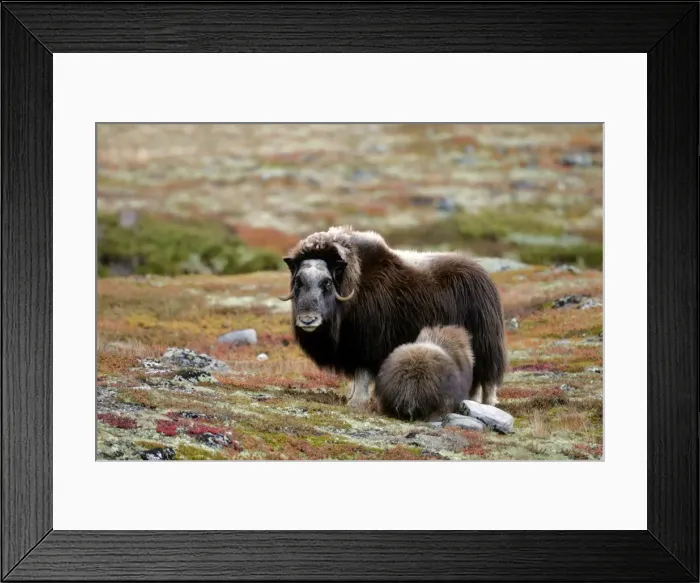Framed Print : Musk Ox adult female with calf suckling milk in autumn tundra Dovre Fjell National Park, Norway Framed Print : Musk Ox adult female with calf suckling milk in autumn tundra Dovre Fjell National Park, Norway