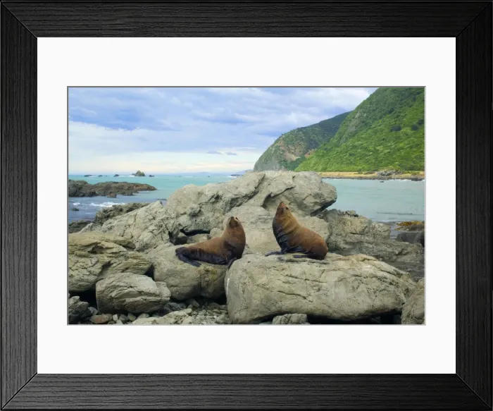 Framed Print : New Zealand Fur Seal two adult males sitting on rock basking in the sun and blowing themselves up from time to time Kaikoura, South Island, New Zealand