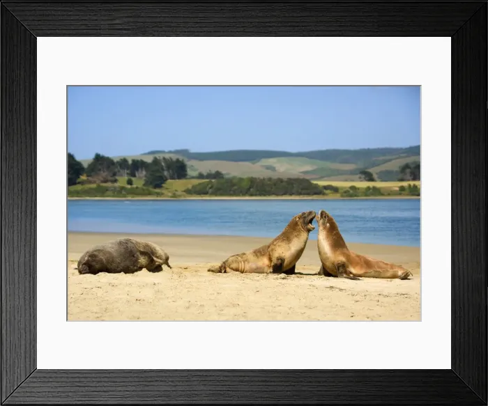 Framed Print : Hooker's Sea Lion two young brawling at beach while adult one is lazily basking in the sun Surat Bay, Catlins, Southland, South Island, New Zealand Framed Print : Hooker's Sea Lion two young brawling at beach while adult one is lazily basking in the sun Surat Bay, Catlins, Southland, South Island, New Zealand