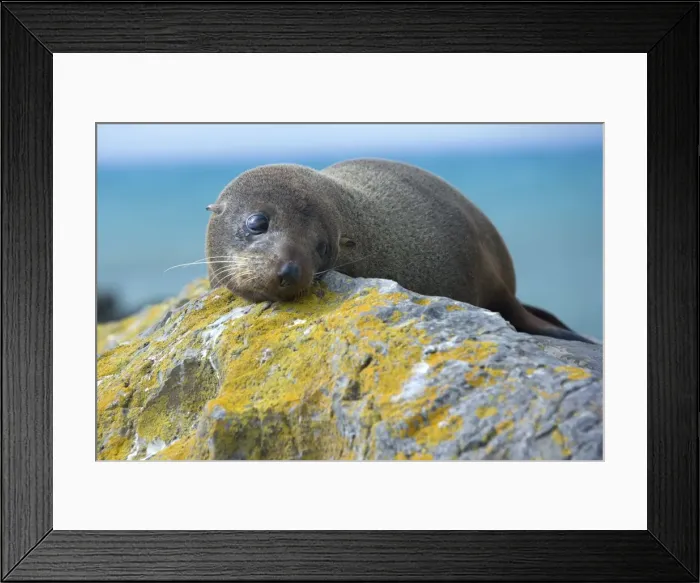 Framed Print : New Zealand Fur Seal portrait of a young one resting on a rock looking sad Kaikoura, South Island, New Zealand Framed Print : New Zealand Fur Seal portrait of a young one resting on a rock looking sad Kaikoura, South Island, New Zealand