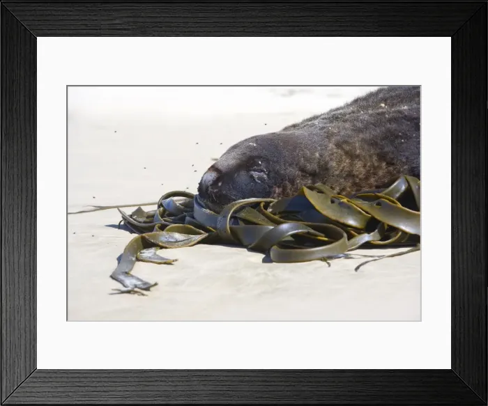Framed Print : Hooker's Sea Lion portrait of male adult at beach resting it's head on kelp washed ashore Surat Bay, Catlins, Southland, South Island, New Zealand Framed Print : Hooker's Sea Lion portrait of male adult at beach resting it's head on kelp washed ashore Surat Bay, Catlins, Southland, South Island, New Zealand