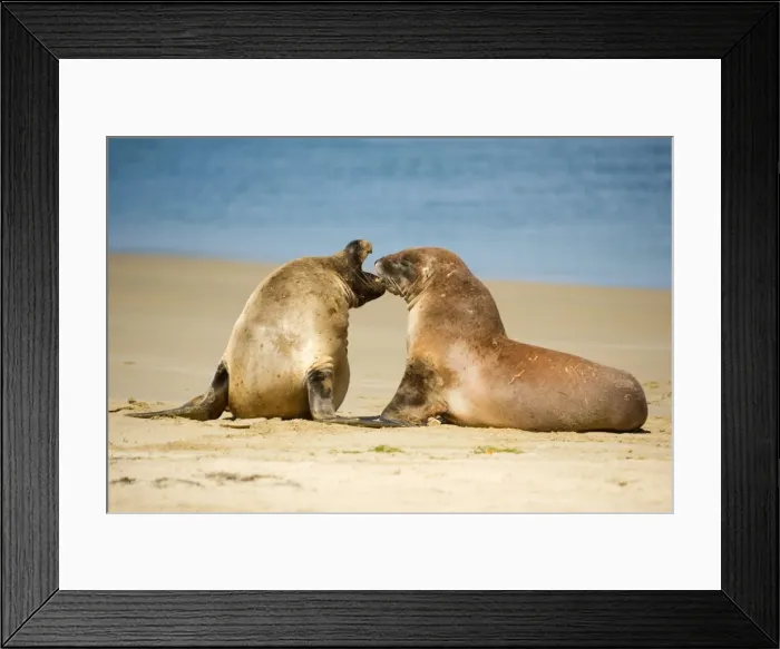 Framed Print : Hooker's Sea Lion two young brawling at beach Surat Bay, Catlins, Southland, South Island, New Zealand Framed Print : Hooker's Sea Lion two young brawling at beach Surat Bay, Catlins, Southland, South Island, New Zealand