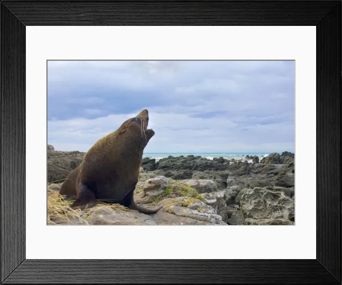 Framed Print : New Zealand Fur Seal adult male sitting on rock showing off Kaikoura, South Island, New Zealand Framed Print : New Zealand Fur Seal adult male sitting on rock showing off Kaikoura, South Island, New Zealand