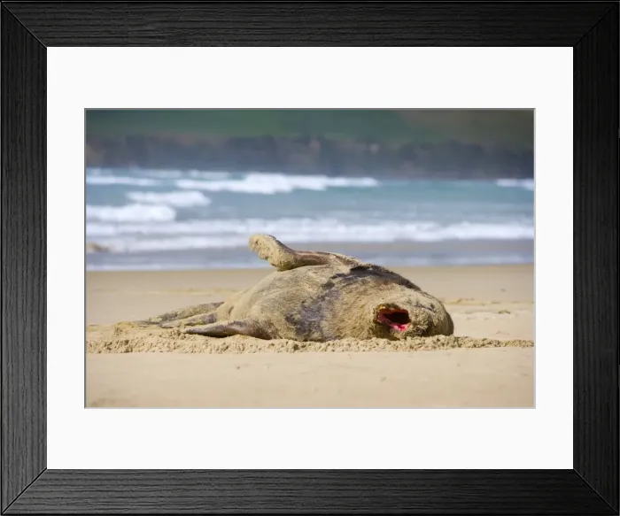 Framed Print : Hooker's Sea Lion adult male lying on sandy beach jawning and basking in the sun Surat Bay, Catlins, Southland, South Island, New Zealand Framed Print : Hooker's Sea Lion adult male lying on sandy beach jawning and basking in the sun Surat Bay, Catlins, Southland, South Island, New Zealand