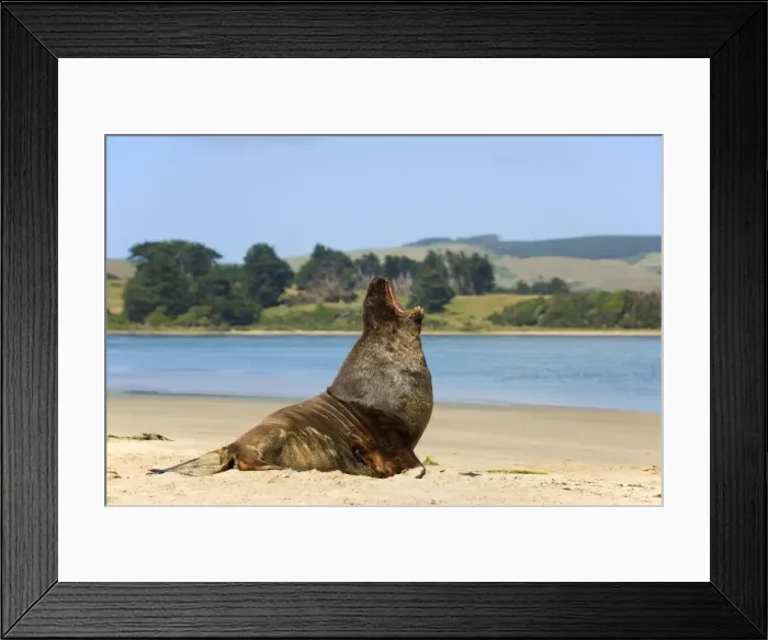Framed Print : Hooker's Sea Lion male adult on sandy beach yawning Surat Bay, Catlins, Southland, South Island, New Zealand Framed Print : Hooker's Sea Lion male adult on sandy beach yawning Surat Bay, Catlins, Southland, South Island, New Zealand