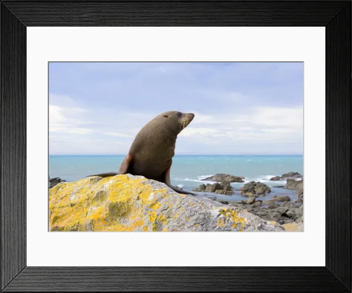 Framed Print : New Zealand Fur Seal young one sitting on rock basking in the sun Kaikoura, South Island, New Zealand Framed Print : New Zealand Fur Seal young one sitting on rock basking in the sun Kaikoura, South Island, New Zealand