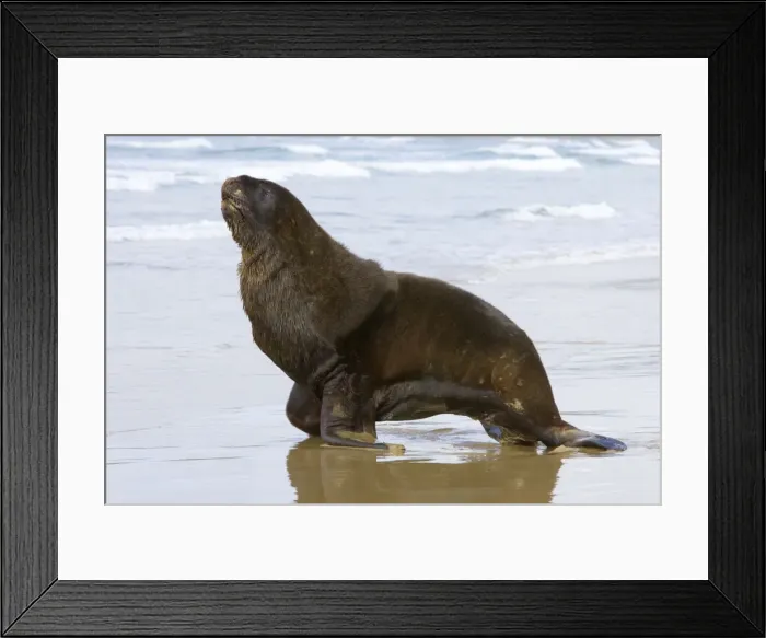 Framed Print : Hooker's Sea Lion proud male adult moving on sandy beach Surat Bay, Catlins, Southland, South Island, New Zealand Framed Print : Hooker's Sea Lion proud male adult moving on sandy beach Surat Bay, Catlins, Southland, South Island, New Zealand