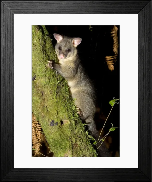 Framed Print : Brushtail Possom clinging to a tree branch Waitomo, North Island, New Zealand Framed Print : Brushtail Possom clinging to a tree branch Waitomo, North Island, New Zealand