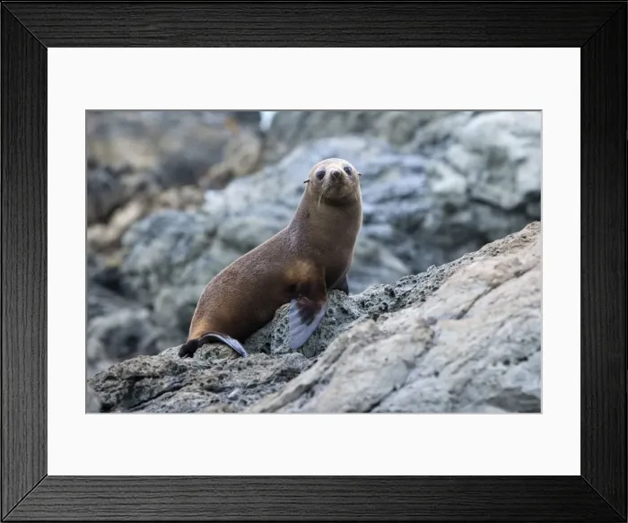 Framed Print : New Zealand Fur Seal a young one resting on a rock Kaikoura, South Island, New Zealand Framed Print : New Zealand Fur Seal a young one resting on a rock Kaikoura, South Island, New Zealand