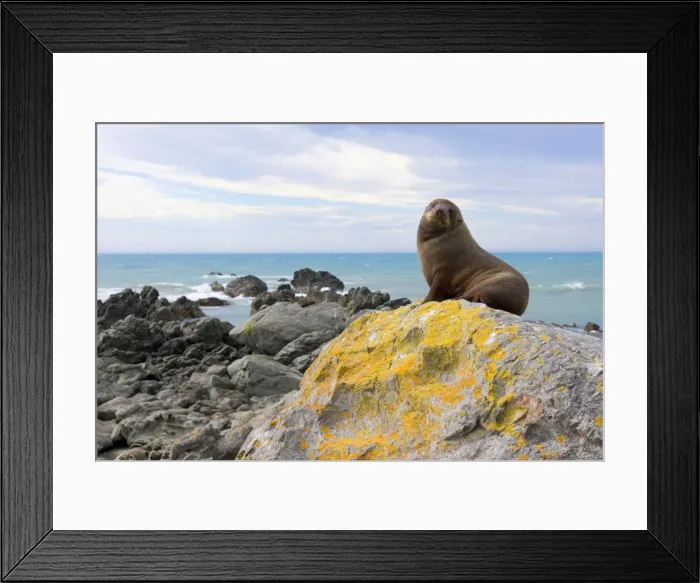 Framed Print : New Zealand Fur Seal young sitting on rock basking in the sun Kaikoura, South Island, New Zealand