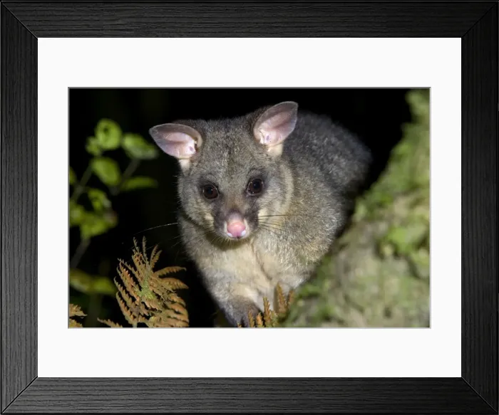 Framed Print : Brushtail Possom portrait of an adult individual sitting on a tree branch Waitomo, North Island, New Zealand Framed Print : Brushtail Possom portrait of an adult individual sitting on a tree branch Waitomo, North Island, New Zealand