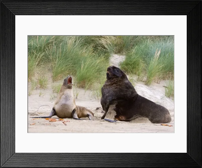 Framed Print : Hooker's Sea Lion male and female interacting on sandy beach Surat Bay, Catlins, Southland, South Island, New Zealand Framed Print : Hooker's Sea Lion male and female interacting on sandy beach Surat Bay, Catlins, Southland, South Island, New Zealand