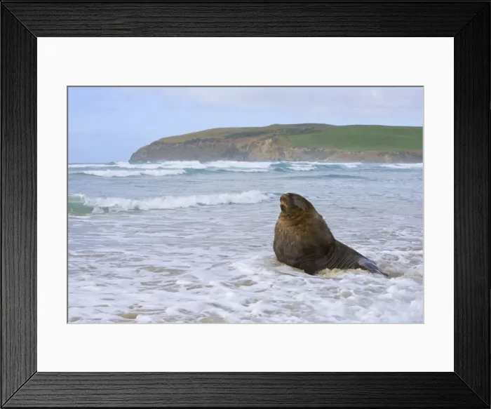 Framed Print : Hooker's Sea Lion proud male adult at beach basking while surrounded by waves of incoming tide Surat Bay, Catlins, Southland, South Island, New Zealand Framed Print : Hooker's Sea Lion proud male adult at beach basking while surrounded by waves of incoming tide Surat Bay, Catlins, Southland, South Island, New Zealand