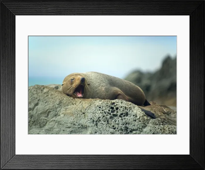 Framed Print : New Zealand Fur Seal adult lying lazily on a rock jawning Kaikoura, South Island, New Zealand Framed Print : New Zealand Fur Seal adult lying lazily on a rock jawning Kaikoura, South Island, New Zealand