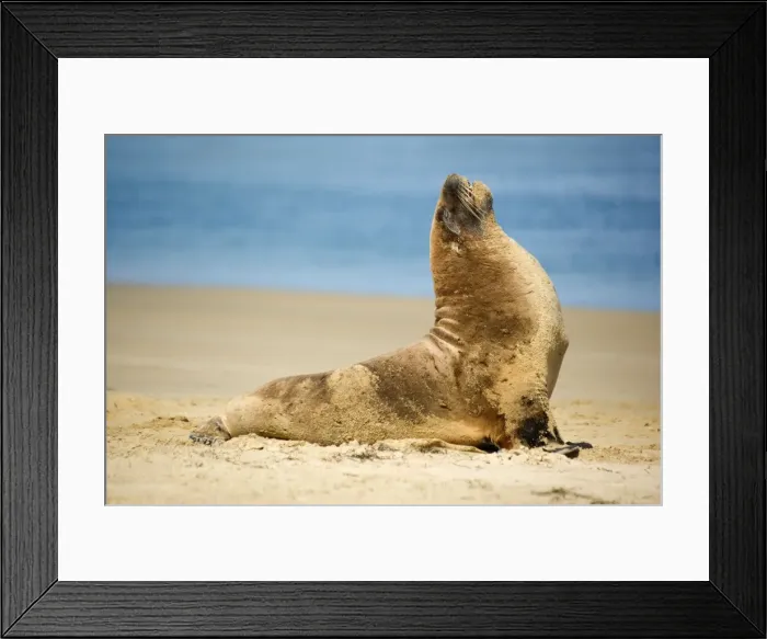 Framed Print : Hooker's Sea Lion young male on sandy beach basking in the sun Surat Bay, Catlins, Southland, South Island, New Zealand Framed Print : Hooker's Sea Lion young male on sandy beach basking in the sun Surat Bay, Catlins, Southland, South Island, New Zealand