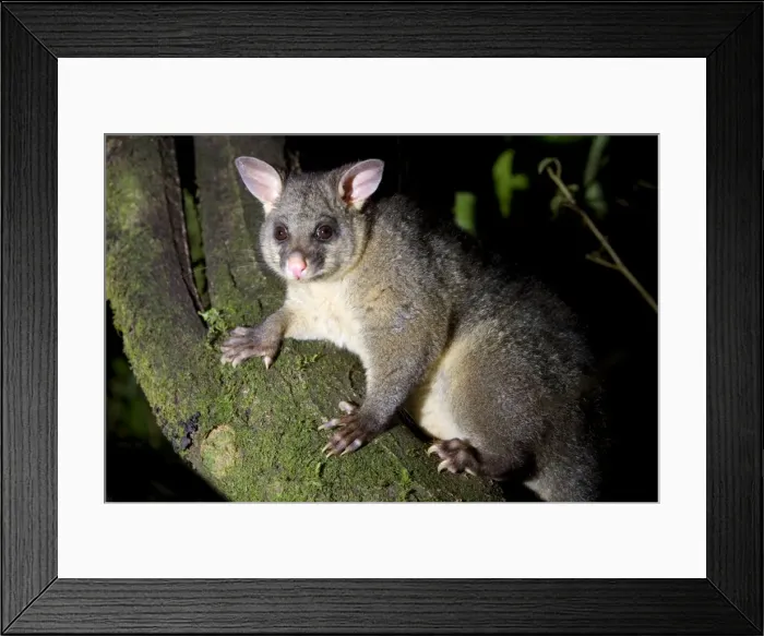 Framed Print : Brushtail Possom sitting on a tree branch looking into camera Waitomo, North Island, New Zealand Framed Print : Brushtail Possom sitting on a tree branch looking into camera Waitomo, North Island, New Zealand