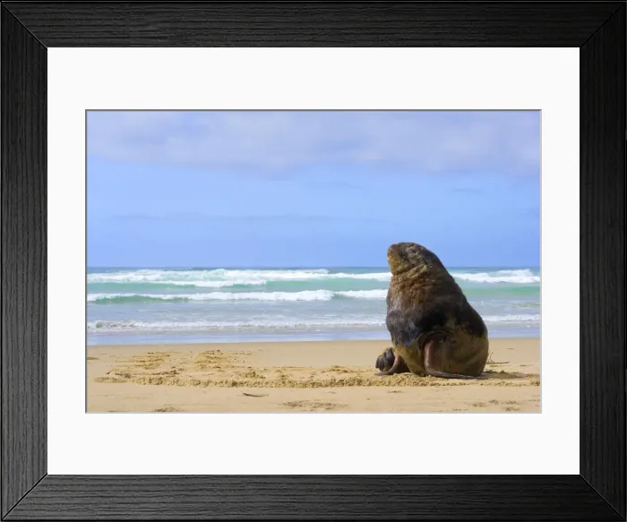 Framed Print : Hooker's Sea Lion male adult on sandy beach basking in the sun Surat Bay, Catlins, Southland, South Island, New Zealand Framed Print : Hooker's Sea Lion male adult on sandy beach basking in the sun Surat Bay, Catlins, Southland, South Island, New Zealand