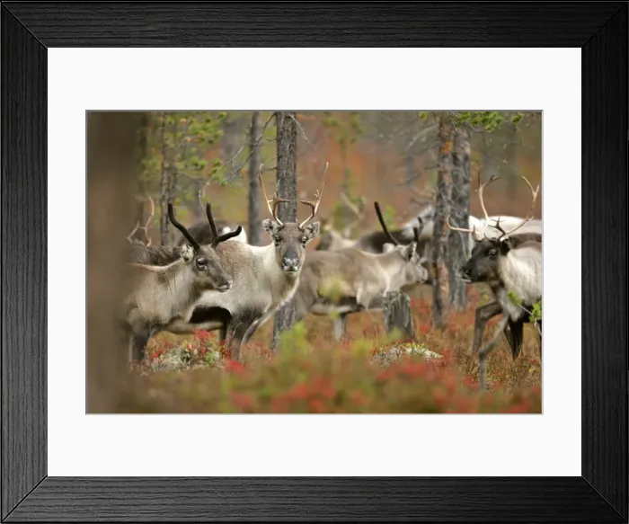 Framed Print : Reindeer herd in autumn coloured forest Dalarna region, Sweden Framed Print : Reindeer herd in autumn coloured forest Dalarna region, Sweden