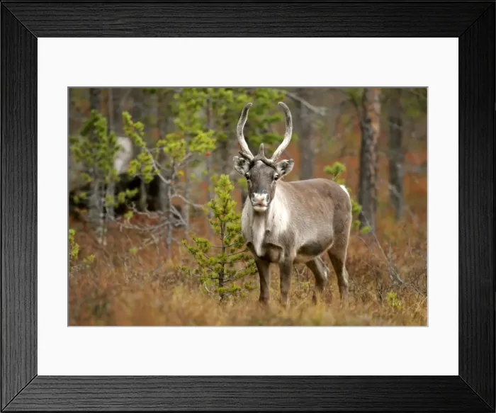 Framed Print : Reindeer herd in autumn forest Dalaerna region, Sweden Framed Print : Reindeer herd in autumn forest Dalaerna region, Sweden