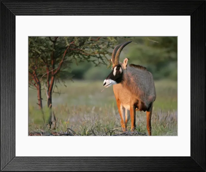 Framed Print : Roan Antelope grazing in savanna in last evening light Namibia, Africa Framed Print : Roan Antelope grazing in savanna in last evening light Namibia, Africa