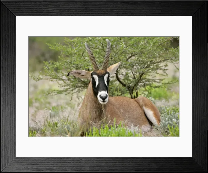 Framed Print : Roan Antelope resting in savanna ruminating Namibia, Africa Framed Print : Roan Antelope resting in savanna ruminating Namibia, Africa