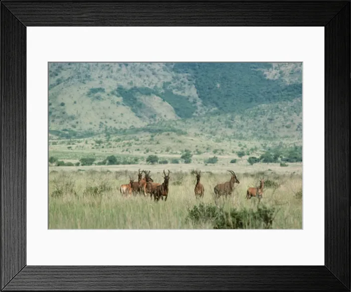 Framed Print : Tiang - Topi sub species Ethiopia, Africa Framed Print : Tiang - Topi sub species Ethiopia, Africa