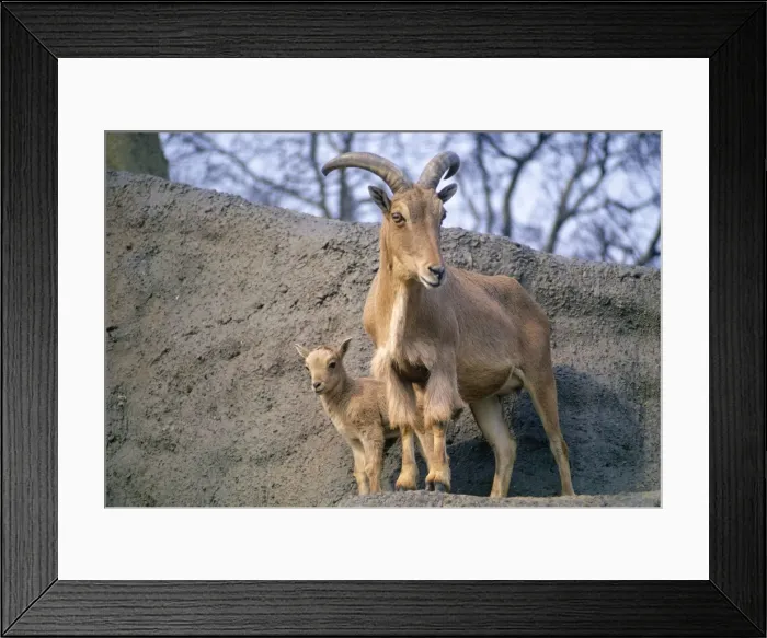 Framed Print : Aoudad / Barbary Sheep - adult with kid Framed Print : Aoudad / Barbary Sheep - adult with kid