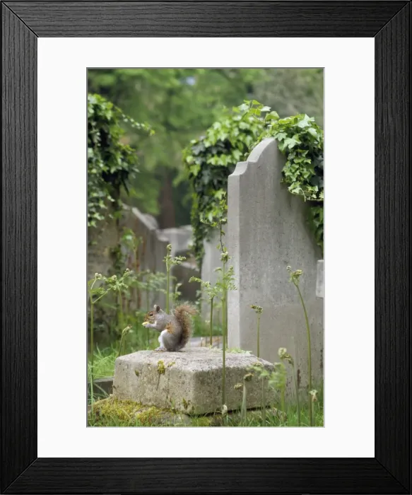 Framed Print : Grey Squirrel - in cemetry UK Framed Print : Grey Squirrel - in cemetry UK