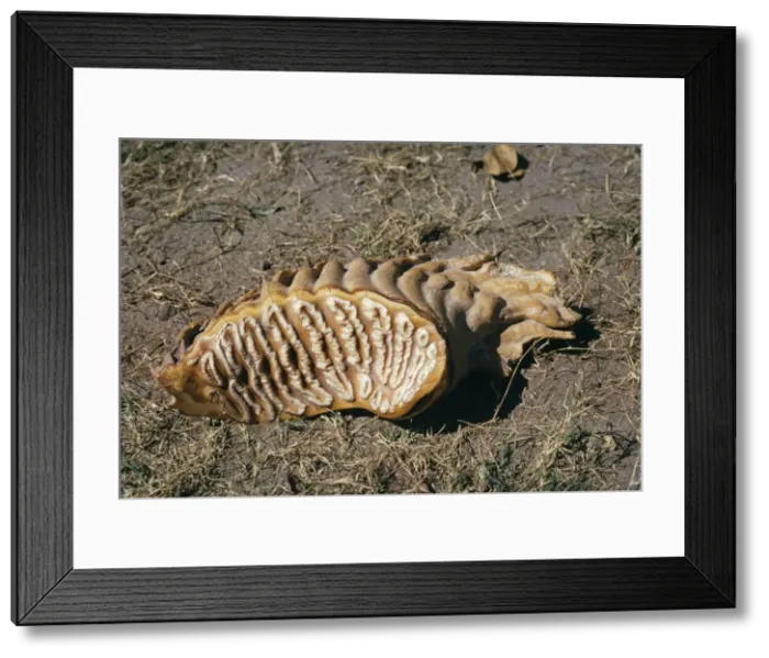 Framed Print : Asian / Indian Elephant - tooth Framed Print : Asian / Indian Elephant - tooth