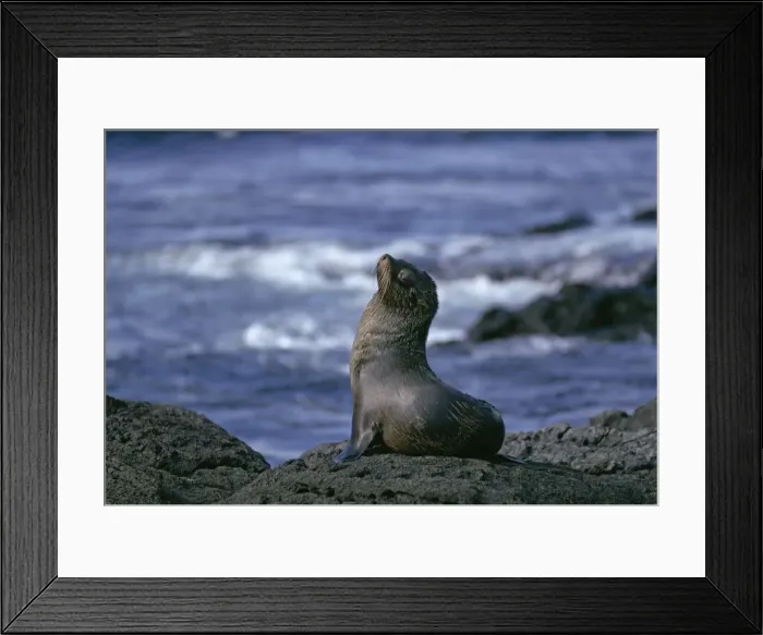 Framed Print : Galapagos Fur Seal - On rock. Galapagos Islands Framed Print : Galapagos Fur Seal - On rock. Galapagos Islands