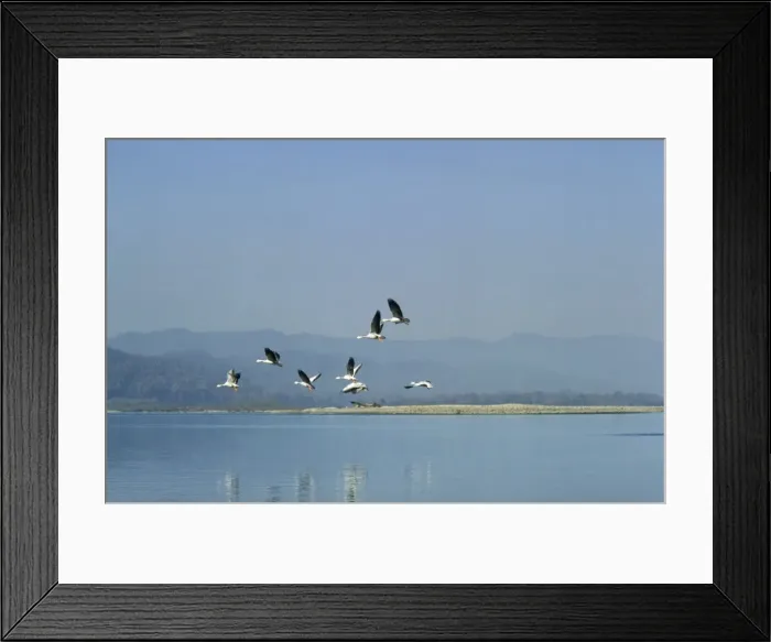 Framed Print : Bar-headed Geese - in flight over river Narayani River Chitwan National Park, Nepal Framed Print : Bar-headed Geese - in flight over river Narayani River Chitwan National Park, Nepal