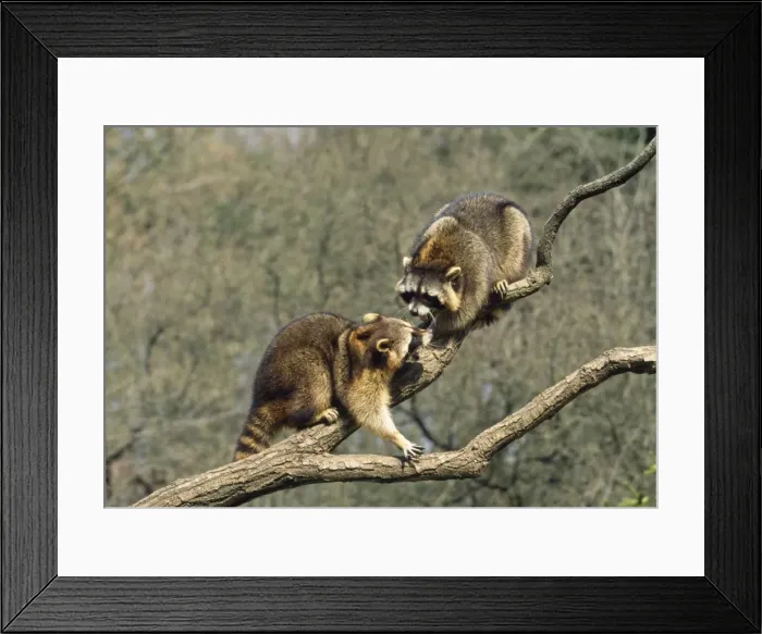 Framed Print : Racoon - two on branch Framed Print : Racoon - two on branch