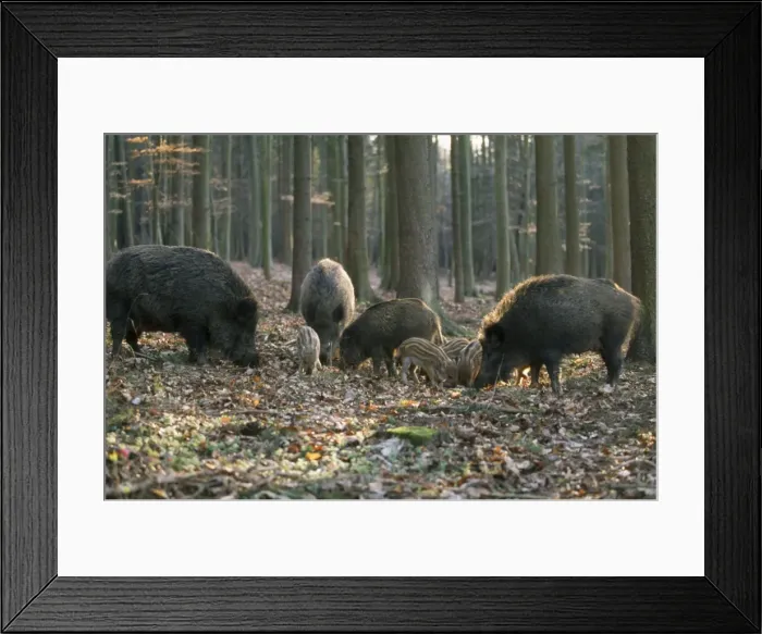 Framed Print : Wild Boar - family in woodland Framed Print : Wild Boar - family in woodland