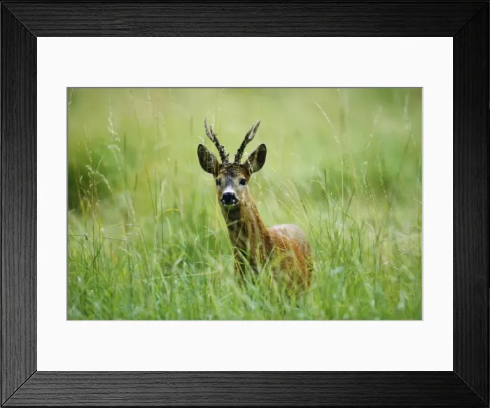 Framed Print : Roe Deer - buck Germany Framed Print : Roe Deer - buck Germany