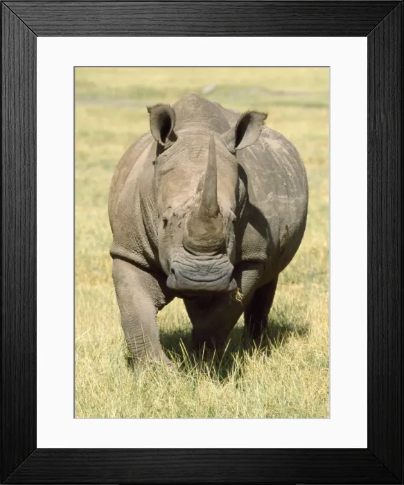 Framed Print : White Rhinoceros Framed Print : White Rhinoceros