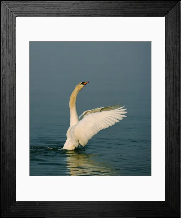 Framed Print : Mute Swan. SM-1290. MUTE SWAN - Wings outstretched Framed Print : Mute Swan. SM-1290. MUTE SWAN - Wings outstretched