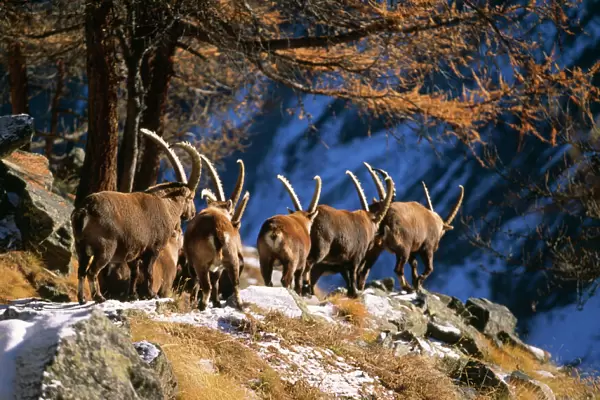 European  /  Alpine Ibex Gran Paradiso National Park, Italy