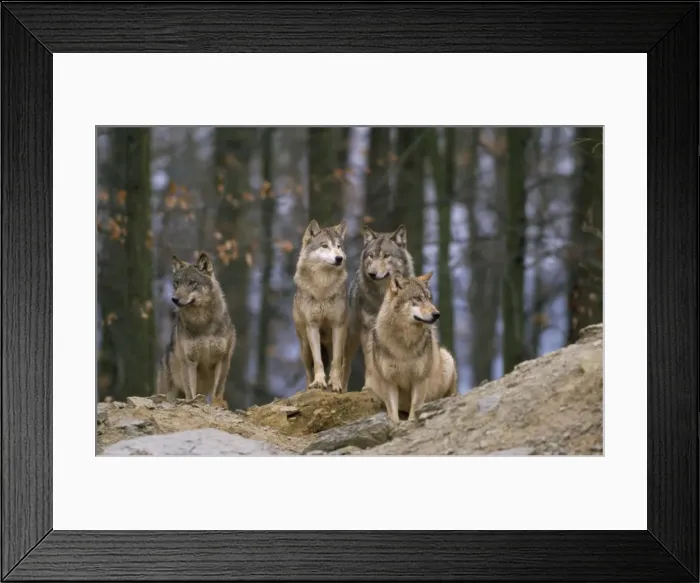 Framed Print : European Wolf - pack Framed Print : European Wolf - pack