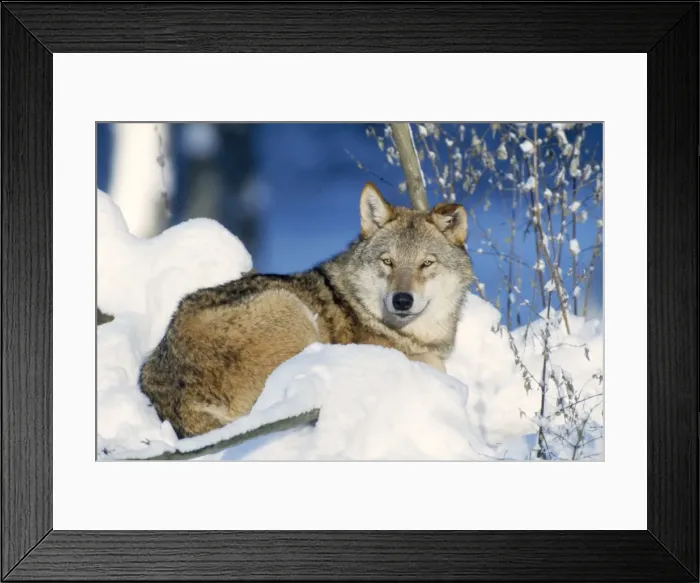 Framed Print : Grey Wolf - in snow Framed Print : Grey Wolf - in snow