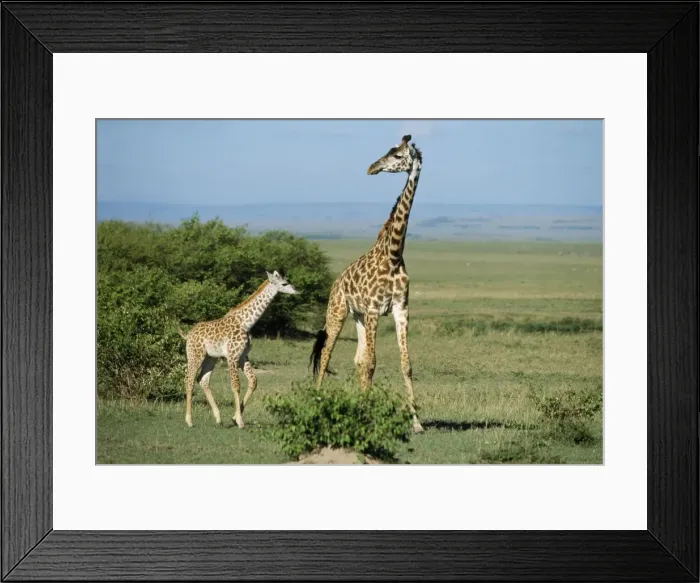 Framed Print : Maasai Giraffe With baby, Kenya, Africa Framed Print : Maasai Giraffe With baby, Kenya, Africa