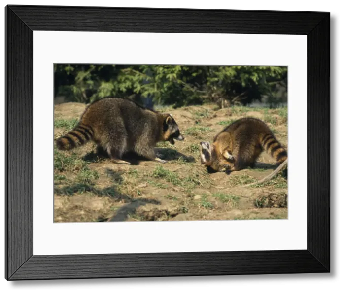 Framed Print : Racoon - aggresive / submissive behaviour Framed Print : Racoon - aggresive / submissive behaviour
