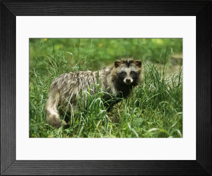 Framed Print : Racoon Dog Framed Print : Racoon Dog