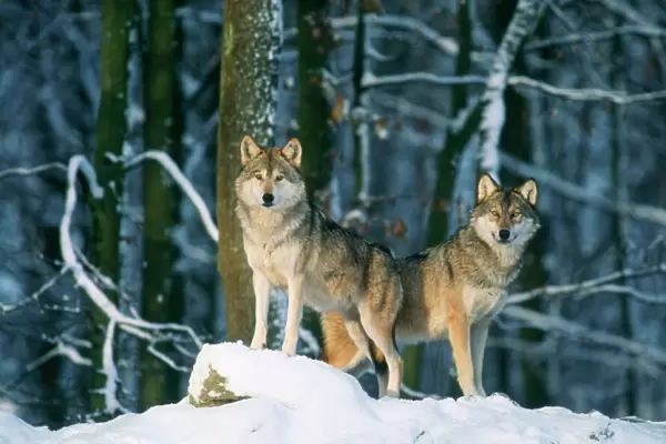 Wolf - x2 standing in snow