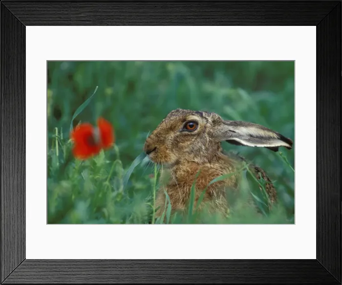 Framed Print : European Hare With poppy flower Framed Print : European Hare With poppy flower