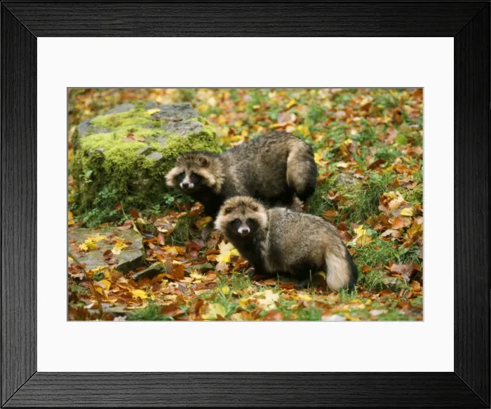 Framed Print : Racoon Dog - among autumn leaves Framed Print : Racoon Dog - among autumn leaves
