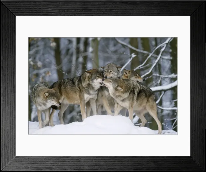 Framed Print : European Wolf - group in snow, one in submissive post Framed Print : European Wolf - group in snow, one in submissive post