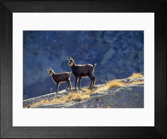 Framed Print : Chamois. SM-1615. CHAMOIS - two, backlit Framed Print : Chamois. SM-1615. CHAMOIS - two, backlit